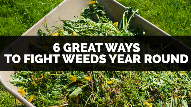 6 great ways to fight weeks year round from koopman lumber