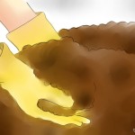 670px-Plant-Mums-Step-4