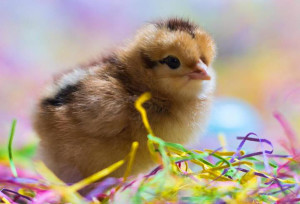 alternate or 2nd raising chicks blog main photo