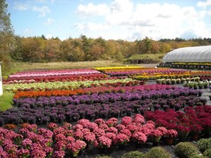 annual-vs-perennial-mums
