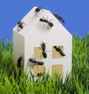 ants-in-house