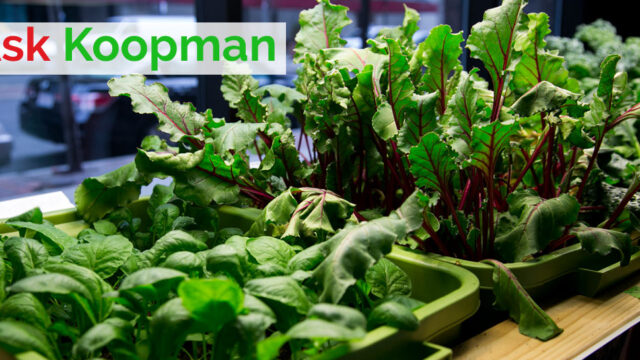 Indoor garden with lush green plants in a tray, well-lit environment.