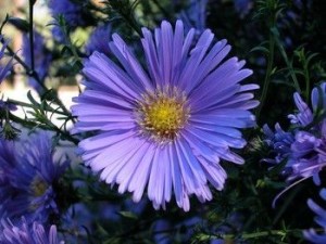 aster-flower_0