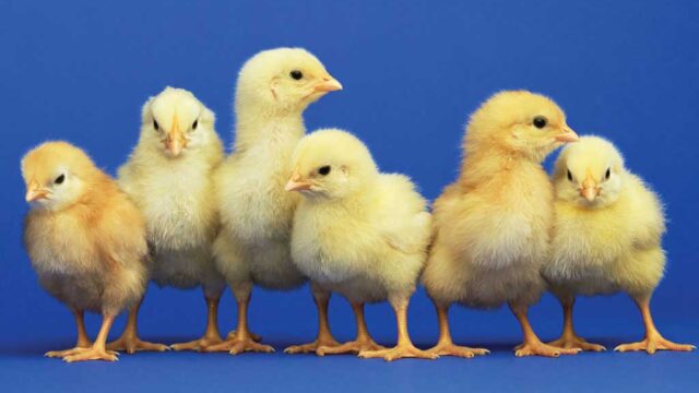 Group of six fluffy yellow chicks standing in a row against a blue background.