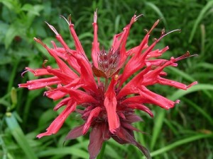 bee-balm-double-deck_500