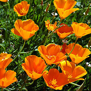 california-poppy koopman lumber easy plants to grow
