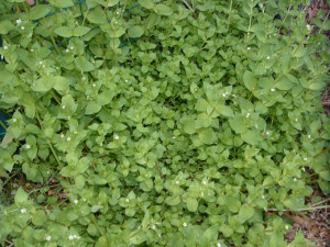Chickweed