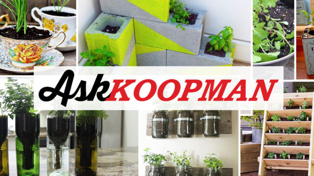 Colorful wall planters and jars with plants displayed on shelves in a decorative arrangement.