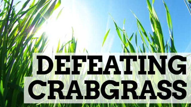 Sunlit grass with the text "Defeating Crabgrass" overlaid in bold, emphasizing the theme of battling unwanted weeds.
