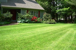 defeating crabgrass potential main photo