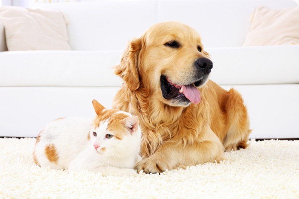 Golden retriever and orange tabby cat lying on white carpet, looking content and relaxed in a bright living room.