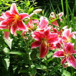 Fragrant Flowers STAR GAZER ORIENTAL LILY