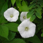Fragrant Flowers WHITE MORNING GLORY