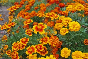 french marigolds koopman lumber easy plants to grow