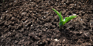 good soil