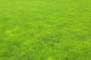 Green grass lawn