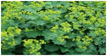 Ground Cover flowering