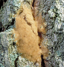 gypsy moth egg mass