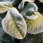 How To Protect Your Spring Plants frosty plant
