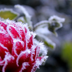 How To Protect Your Spring Plants hard frost