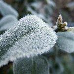 How To Protect Your Spring Plants heavy frost