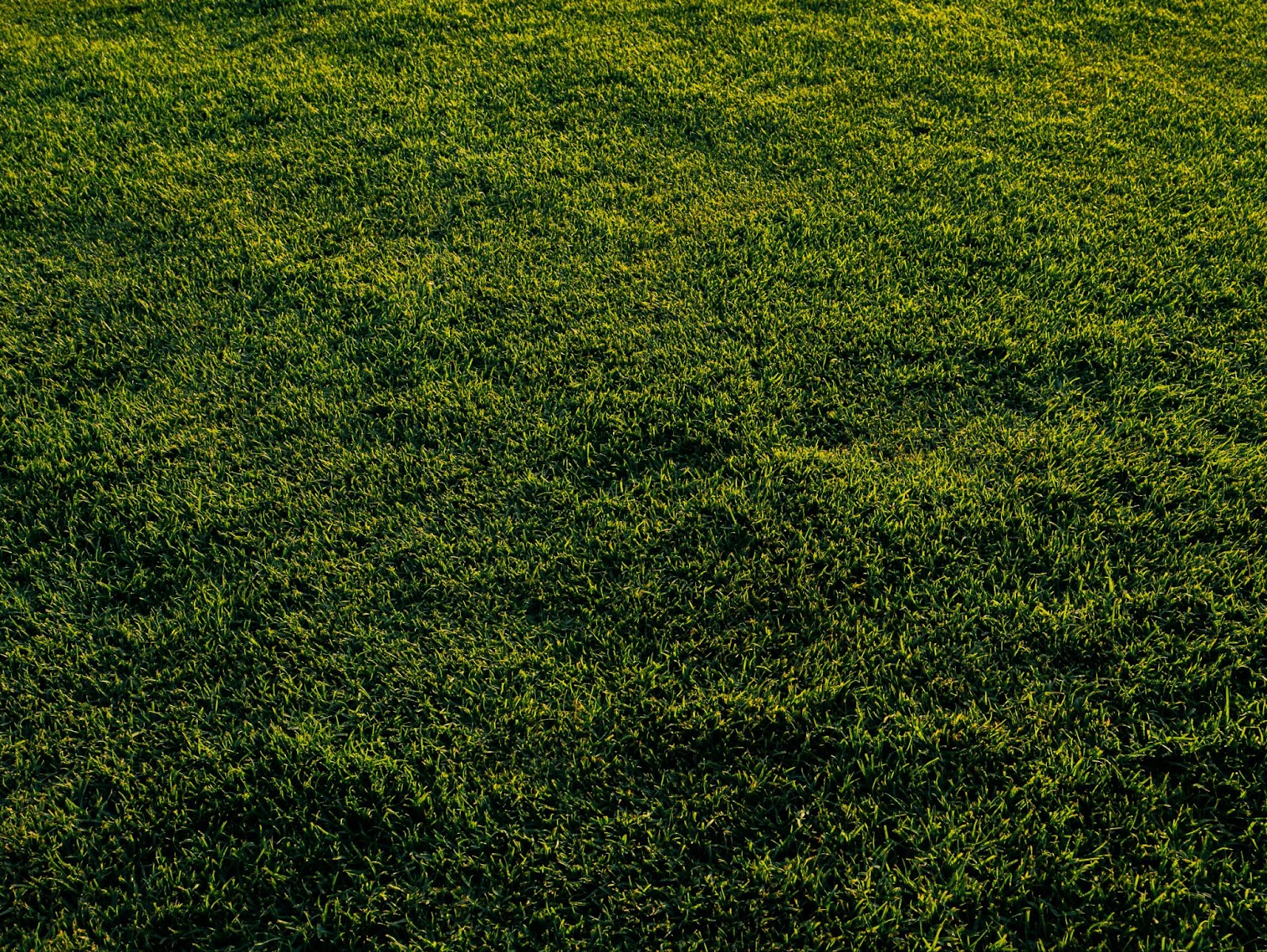 This image depicts short, green grass.