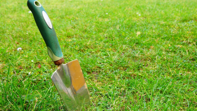 Gardening trowel standing upright in lush green grass on a sunny day.