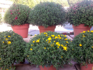 Koopman mums 2