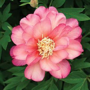 main-pink-peony-0410-m