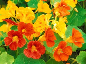 nasturtium_flowers koopman lumber easy plants to grow