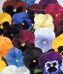 Pansies The Hardy Annual 1