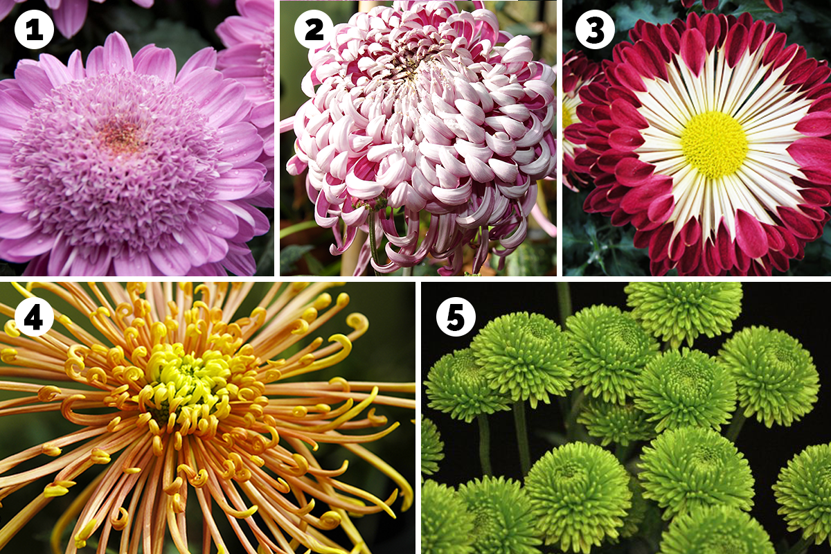 types of mums petals