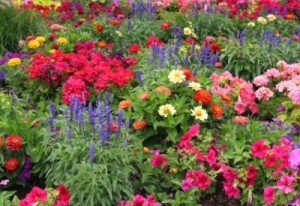 Planning Your Garden part 2 assortment of perennials