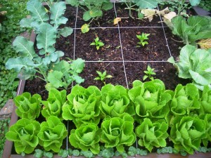 Planning Your Garden step 2 spacing plants