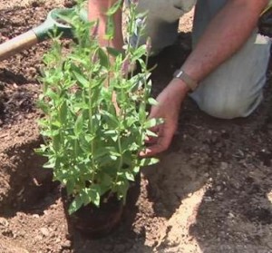 Planning Your Garden step 2 planting with peat moss