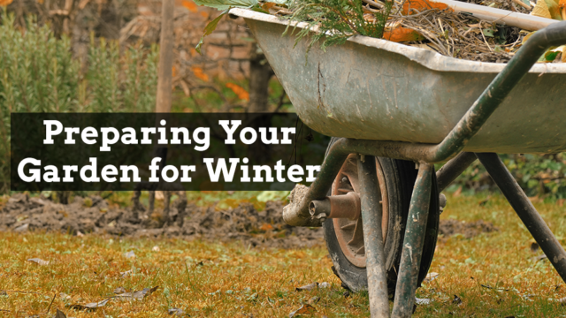 Wheelbarrow in a garden during autumn with a text overlay about preparing your garden for winter.