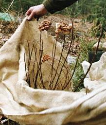 Protect Plants from Frost burlap