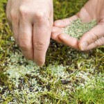 Replanting-New-Grass-Seed-700x466