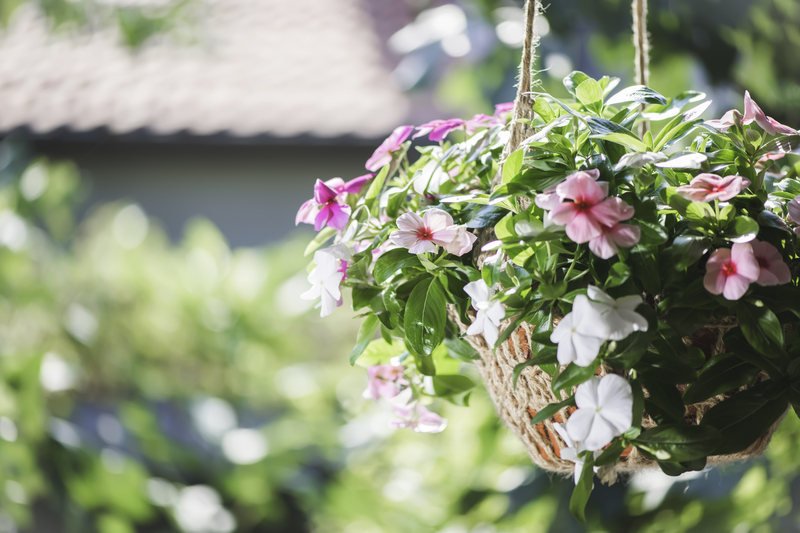 Flowers hanging pot. Sun lights
