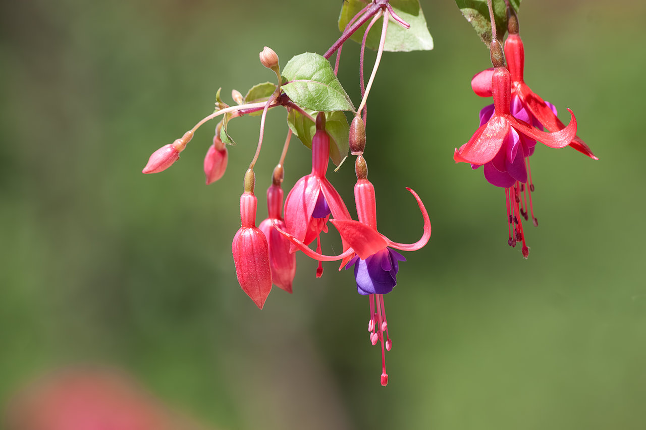 A red purple Fuchsia