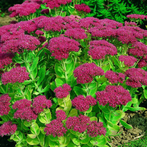 Sedum-Autumn-Joyweb11