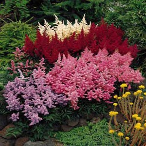 Shade Garden Astilbe