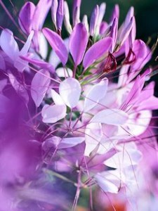 Shade Garden Cleome