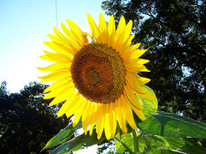 sunflower koopman lumber easy plants to grow
