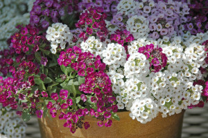 sweet alyssum koopman lumber easy plants to grow
