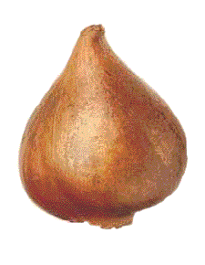 tulip Bulb