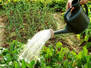 Victory Garden WATER IN MORNING
