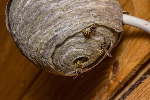 wasp nest