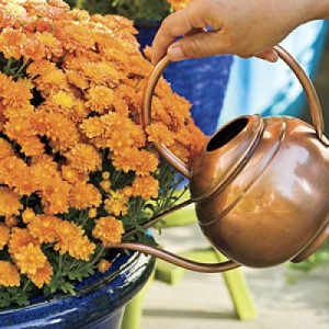 watering-mums-m