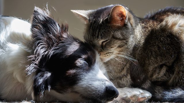 A cat and a dog sleep next to each other in a sunbeam.